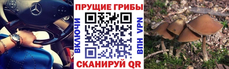 Галлюциногенные грибы Magic Shrooms  Кадников 